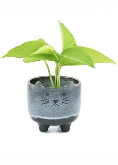 Sass & Belle - Mojave Mini Cat Planter