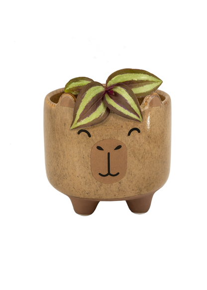 Sass & Belle - Capybara Mojave Planter
