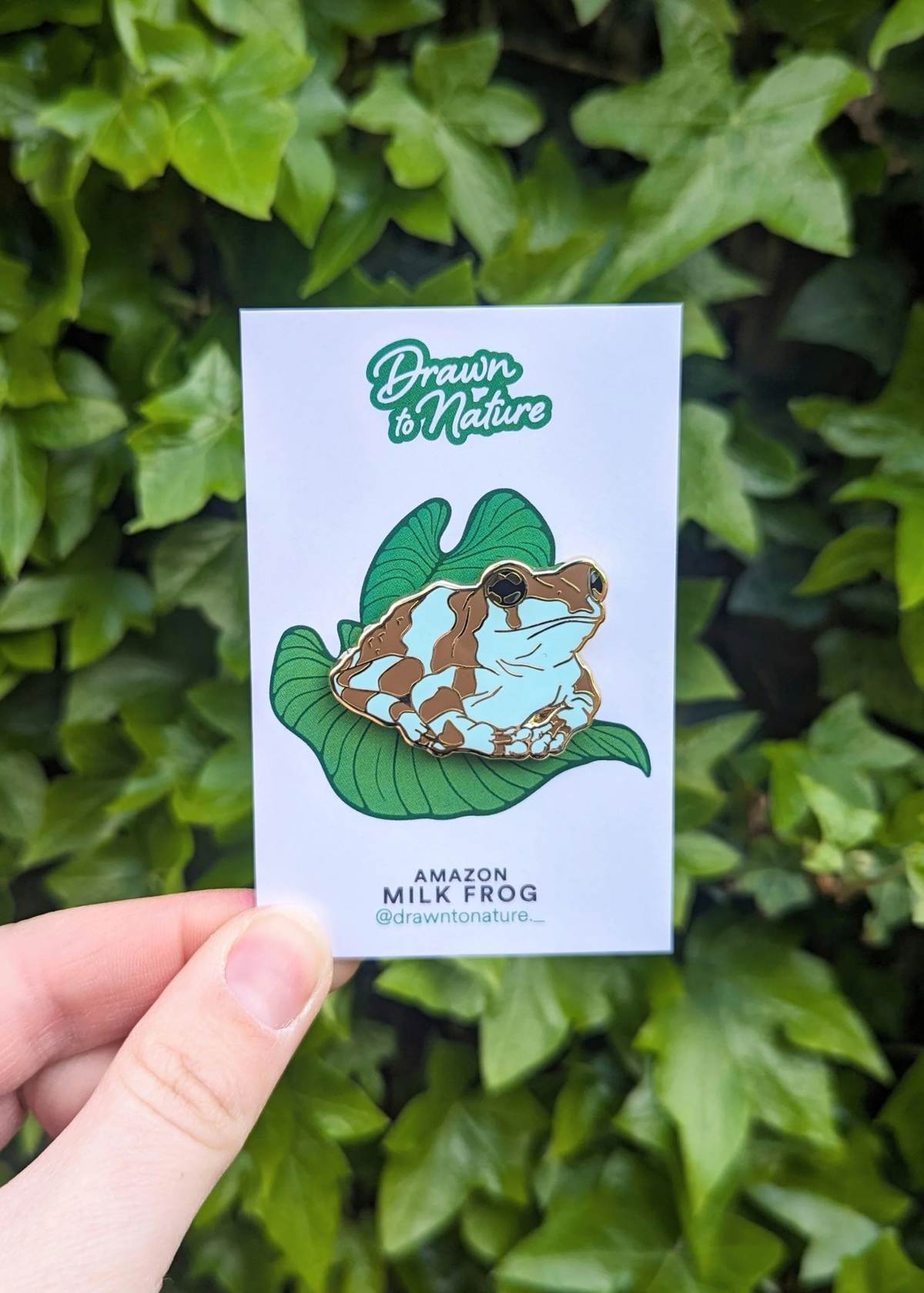 Drawn to Nature - Milk Frog Enamel Pin