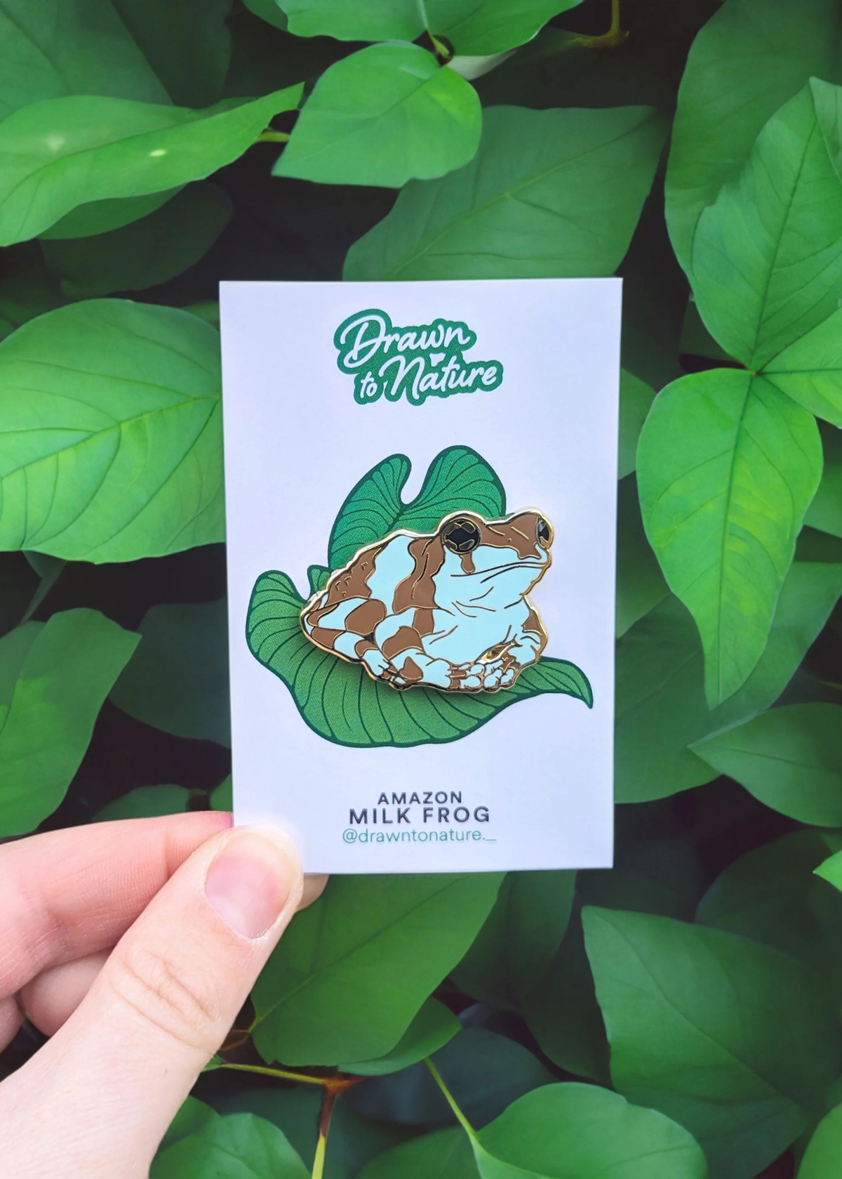Drawn to Nature - Milk Frog Enamel Pin