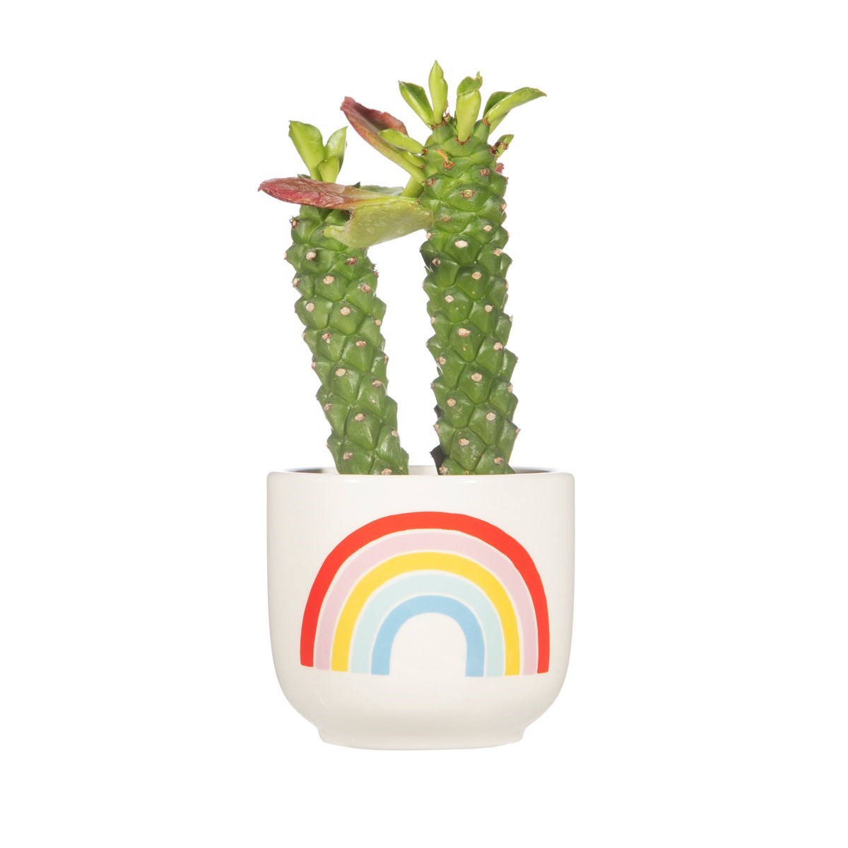 Sass & Belle - Chasing Rainbows Mini Planter